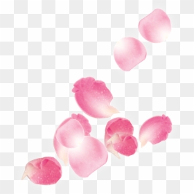 Transparent Sakura Flower Clipart - Pink Rose Petals Png, Png Download - petal png