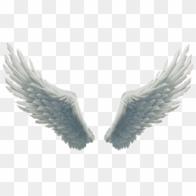 #big #beautiful #white #fluffy #wings #angelwings #angel - Danish Zehen Photo Background, HD Png Download - white angel wings png