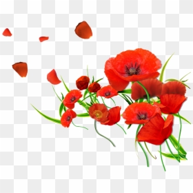 Common Poppy Flower Petal Desktop Wallpaper - Transparent Background Poppy Png, Png Download - petal png