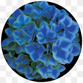 Hydrangea, HD Png Download - blue design png