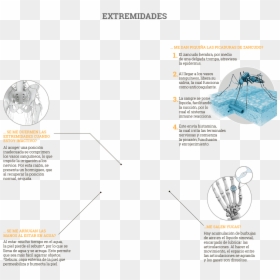 Diagram, HD Png Download - saliva png