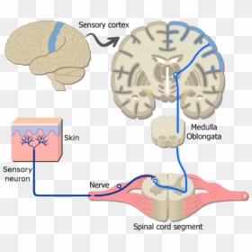 Somatic Nervous Acur Lunamedia - Motor Pathways From Brain To Muscle, HD Png Download - nervous system png