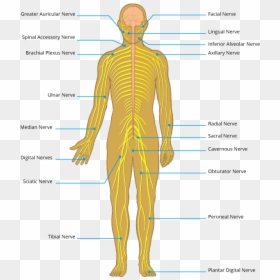 Transparent Nervous System Png - Nervous System, Png Download - nervous system png