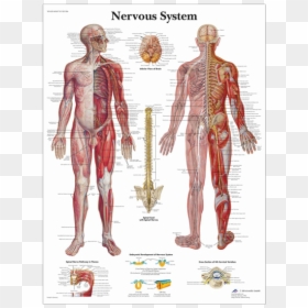 Anatomical Chart - Nervous System - Nervous System Laminated Chart, HD Png Download - nervous system png