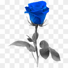 Blue Rose Pic - Rose With White Background, HD Png Download - compass rose png transparent background