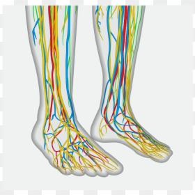 The Nervous System - Nervous System In Human Feet, HD Png Download - nervous system png