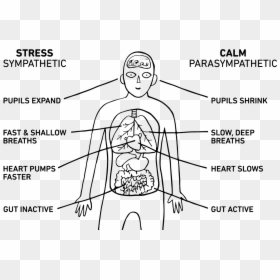 Download-1 - Sympathetic And Parasympathetic Nervous System Stress, HD Png Download - nervous system png
