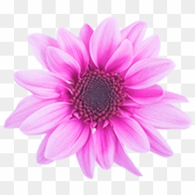 Click To Enlarge Image Pink Novelty Amaze Dark Pink - African Daisy, HD Png Download - pink daisy png