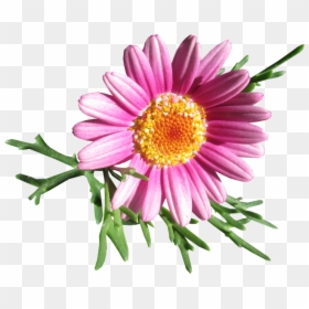 Daisy, Flower, Cut Out - Stokrotki Png Pixabay, Transparent Png - pink daisy png