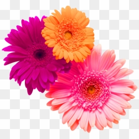 #flower #flowers #bouquet #bouquetflower #pink #orange - Flor Gerbera Png, Transparent Png - pink daisy png