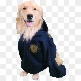 Golden Retriever Sweatshirt - Golden Retriever, HD Png Download - golden retriever puppy png