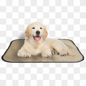 Transparent Pet Bed Clipart - Golden Retriever Puppy Transparent, HD Png Download - golden retriever puppy png