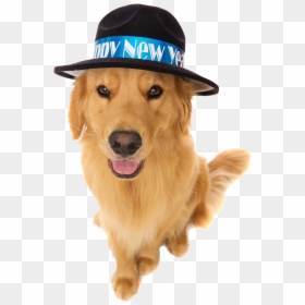 New Years Eve Dog, HD Png Download - golden retriever puppy png