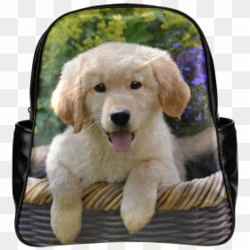 Cute Young Golden Retriever Dog Goldie Puppy Portrait - Golden Retriever Puppies Porit, HD Png Download - golden retriever puppy png
