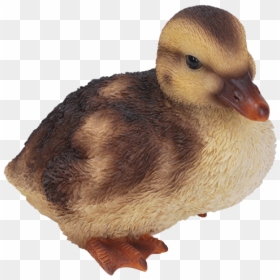 Duckling Png, Transparent Png - duckling png