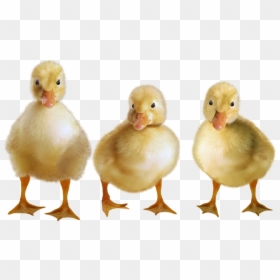 Ducks, Ducklings, Water Bird, Birds, Duck, Cub - Ducks And Ducklings Transparent Background, HD Png Download - duckling png