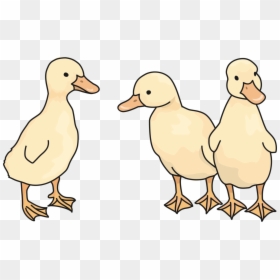 Wildlife,ducks Geese And Swans,american Black Duck - Duck, HD Png Download - duckling png