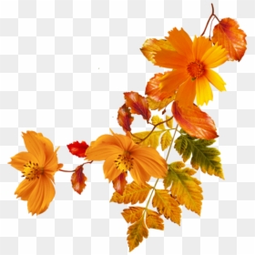 Flower Autumn Clip Art - Fall Flowers Transparent Background, HD Png Download - fall flowers png