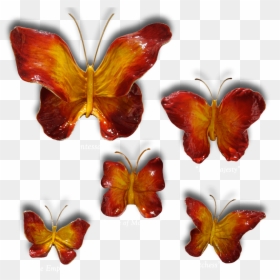 Ron & Sheila Ruiz Flame Butterfly Exposures International - Brush-footed Butterfly, HD Png Download - red butterfly png