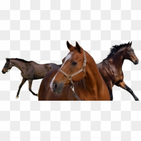 Sorrel, HD Png Download - race horse png