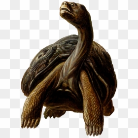 Prehistoric Tortoise Clipart - Long Neck Turtle Cartoon, HD Png Download - turtle cartoon png