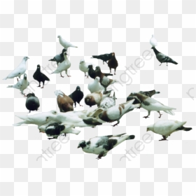 Pigeon Clipart Eating - Стая Голубей Пнг, HD Png Download - pigeons png