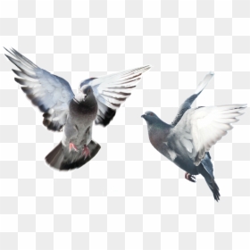 Flying Pigeons On Transparent Background, HD Png Download - pigeons png