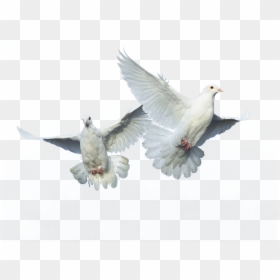 Flying Bird Png Source - Columbidae, Transparent Png - pigeons png