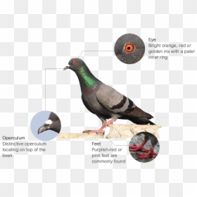 Features - Feral Pigeon, HD Png Download - pigeons png
