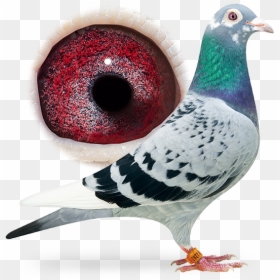 Fancy Pigeon, HD Png Download - pigeons png