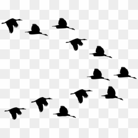Flock Of Ducks Flying Silhouette - Flock Of Birds Clipart, HD Png Download - flying bird silhouette png