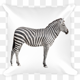 "  Class="lazyload Lazyload Mirage Cloudzoom Featured - Female Zebra White Background, HD Png Download - zebra print png
