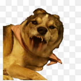 #freetoedit #dog #maddog #snarl #angry #funny #funnyanimals - Dog Yawns, HD Png Download - angry dog png