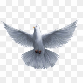 Holy God Pomba Saint Spirit Trinity Clipart - Holy Spirit Dove Png, Transparent Png - dove png images