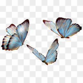 Flying Butterfly Transparent - Butterfly Png, Png Download - flying butterfly png