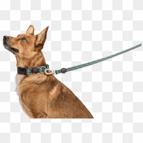 Dog With Leash Png, Transparent Png - dog leash png