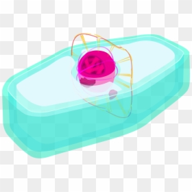 Plant Cell Prophase - Circle, HD Png Download - animal cell png