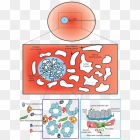 Transparent Animal Cell Clipart - Cartoon, HD Png Download - animal cell png