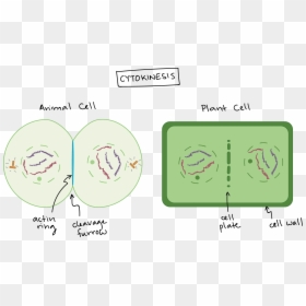 Telophase And Cytokinesis In A Plant Cell, HD Png Download - animal cell png