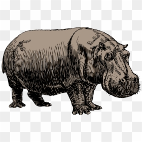 Sketch Hippopotamus Drawing, HD Png Download - fat person png