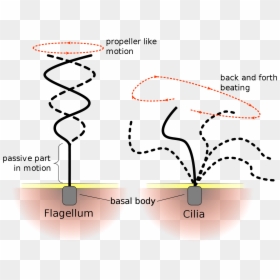 Metachronous Movement Of Cilia, HD Png Download - animal cell png
