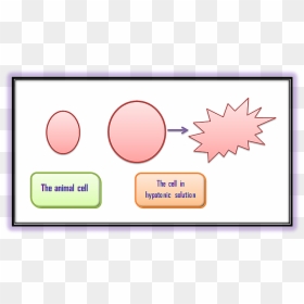Animal Cell Before And After Diagram Played, HD Png Download - animal cell png