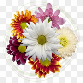 Click To Enlarge Image Poms - Daisy, HD Png Download - pom poms png