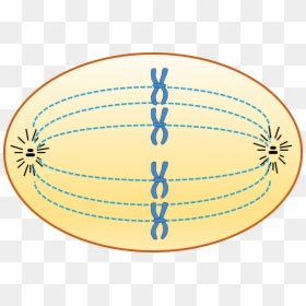 Animal Cell In Metaphase - Metaphase, HD Png Download - animal cell png