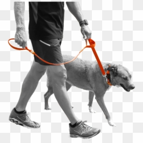 Mini Dog Led Dog Leash - Dog Leash, HD Png Download - dog leash png