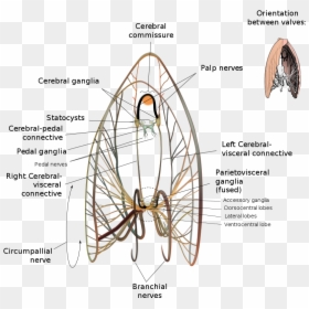Scallop Neurological Diagram - Nervous System Of Tilapia, HD Png Download - scallop circle png