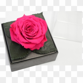 Garden Roses, HD Png Download - dead flowers png