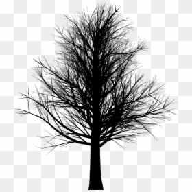 Arbol De Terror Png, Transparent Png - leafless tree png