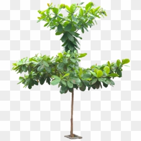 Terminalia Catappa Tree Png, Transparent Png - leafless tree png