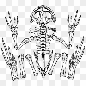 Transparent Skeleton Clipart - Frog Skeleton Transparent Background, HD Png Download - skeleton transparent png
